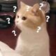 Meww Meww