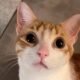Dave The cat