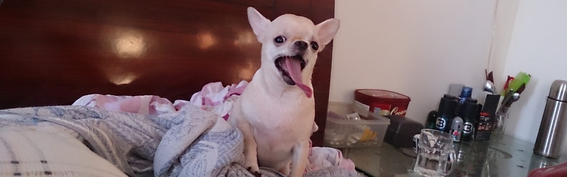 chichi1