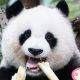 Mi Tran