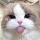 Meo Dow